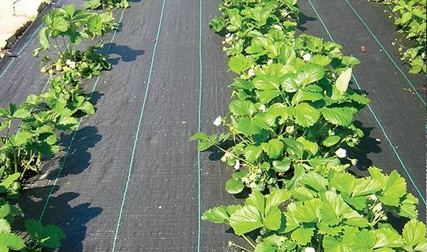 Grasher 2012-1 Μαύρο Νάιλον Εδαφοκάλυψης 1x50m (Με Διαγράμμιση)