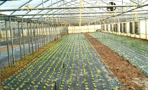 Grasher 2012-1 Μαύρο Νάιλον Εδαφοκάλυψης 1x50m (Με Διαγράμμιση)