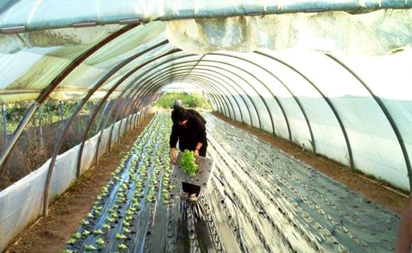 Grasher 2012-1 Μαύρο Νάιλον Εδαφοκάλυψης 1x50m (Με Διαγράμμιση)