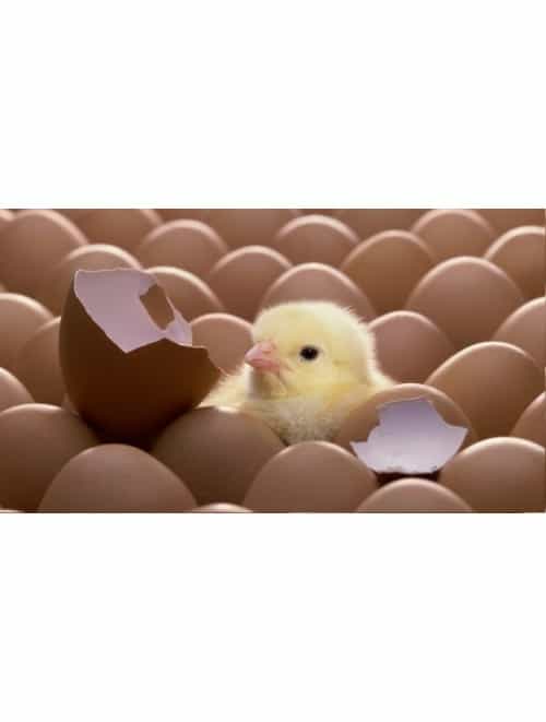 Teoxa 11903 Ηλεκτρική Εκκολαπτική Κλωσσομηχανή Παραγωγής Πουλερικών (Χωρητικότητα Έως 6 Αυγά)