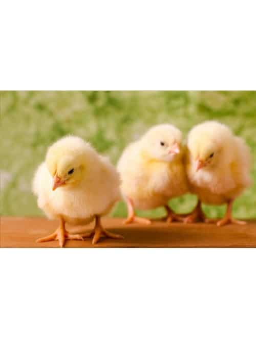 Teoxa 11903 Ηλεκτρική Εκκολαπτική Κλωσσομηχανή Παραγωγής Πουλερικών (Χωρητικότητα Έως 6 Αυγά)