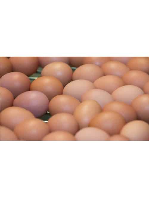 Teoxa 11903 Ηλεκτρική Εκκολαπτική Κλωσσομηχανή Παραγωγής Πουλερικών (Χωρητικότητα Έως 6 Αυγά)