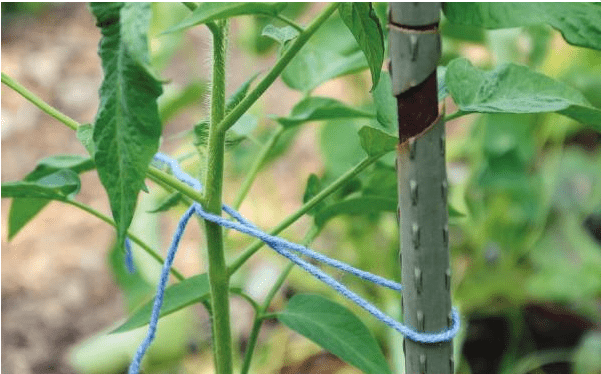 Stab 2011-120 Στηρίγματα Φυτών 120x1.1cm (Σετ 50 Τεμαχίων)