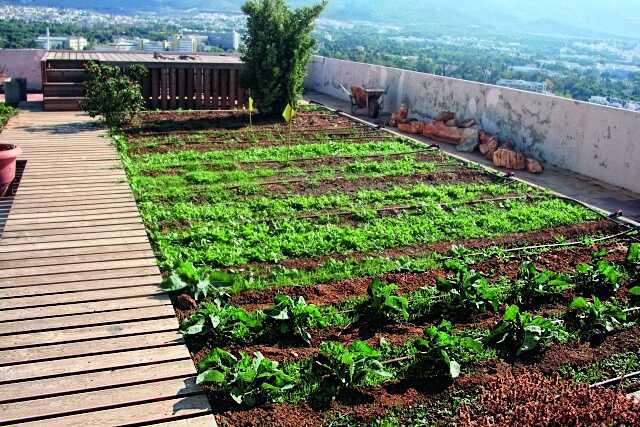 Αστική καλλιέργεια: Λαχανόκηπος στο μπαλκόνι ή την ταράτσα