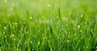 10 Συμβουλές για τη φθινοπωρινή φροντίδα του γρασιδιού