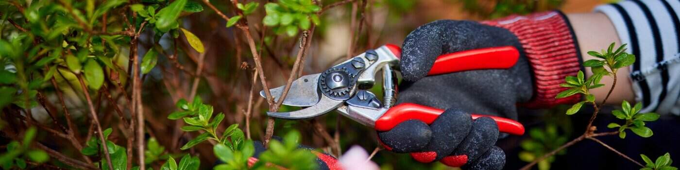 Καλοκαιρινό Κλάδεμα – Ποια Φυτά το Χρειάζονται και Γιατί