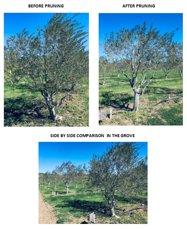 Το Κλάδεμα της Ελιάς – Οδηγός για Υγιή & Παραγωγικά Δέντρα
