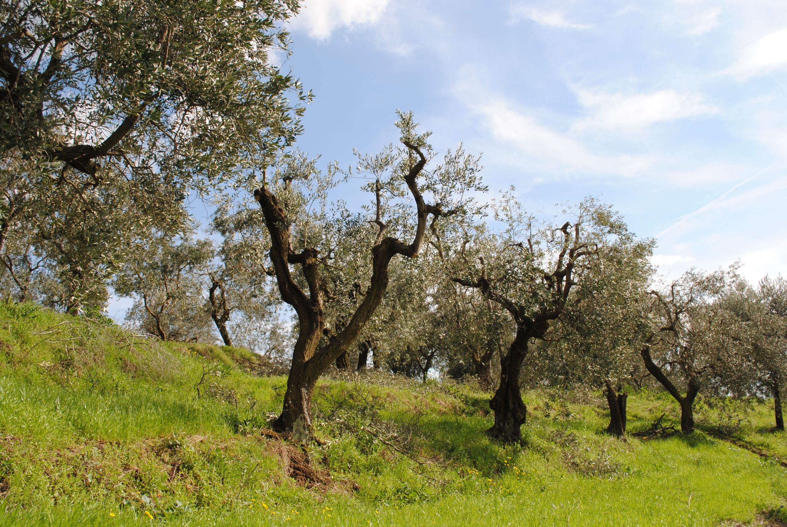 Το Κλάδεμα της Ελιάς – Οδηγός για Υγιή & Παραγωγικά Δέντρα